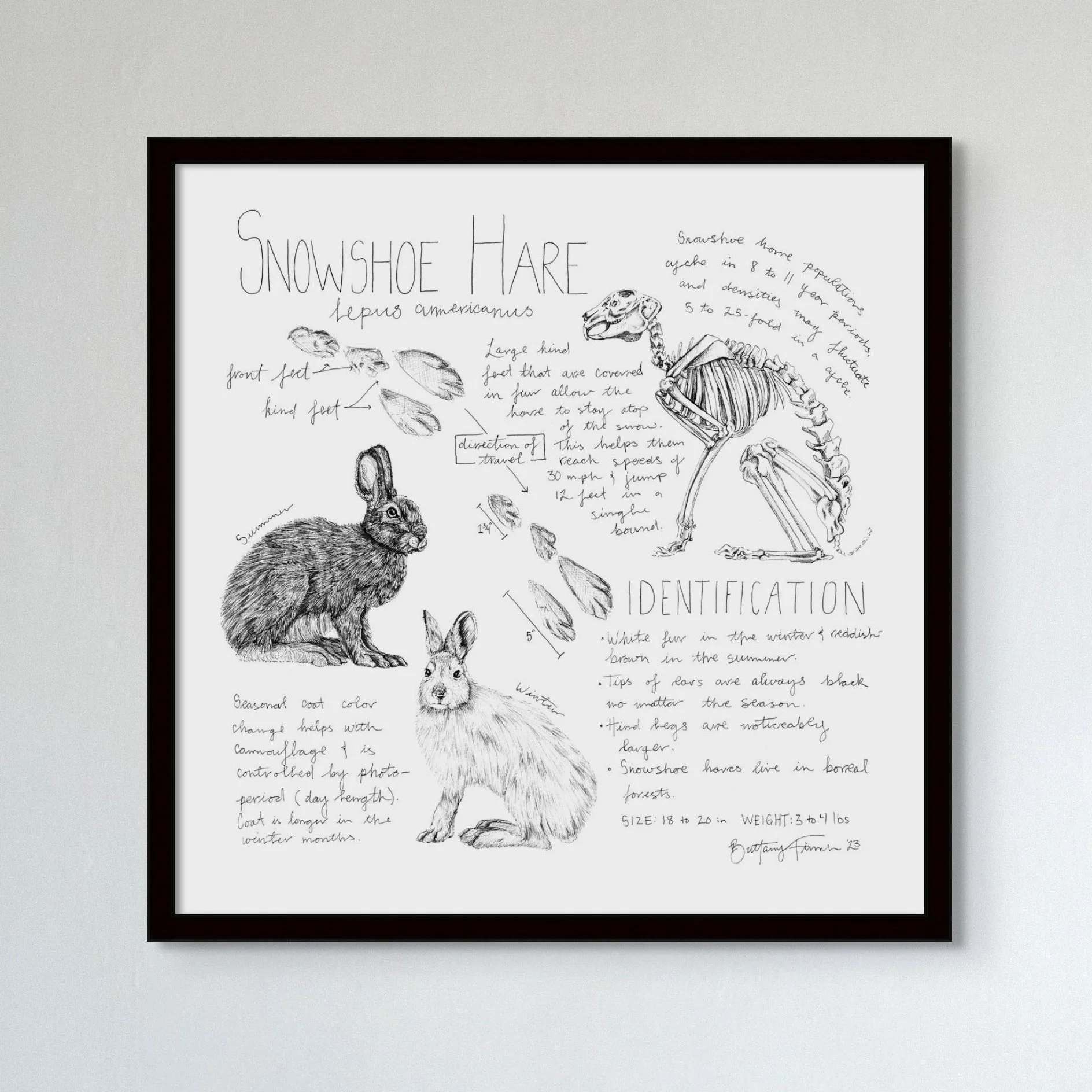 Snowshoe Hare Journal Entry — Brittany Finch Art